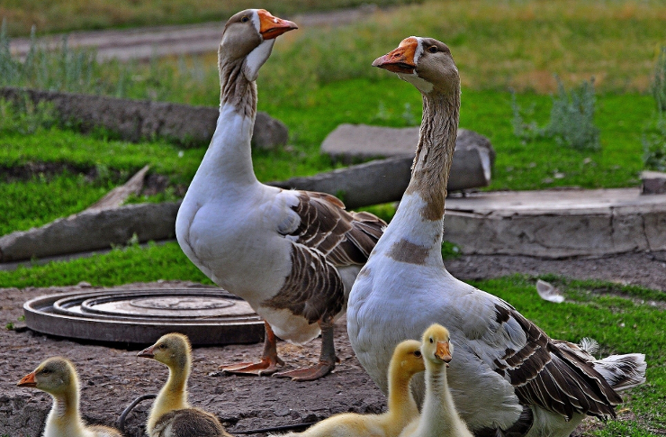 Zaproszenie